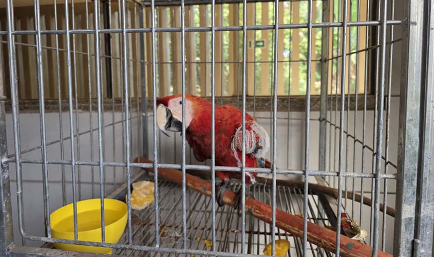 Nova 364 resgata arara ferida na BR-364