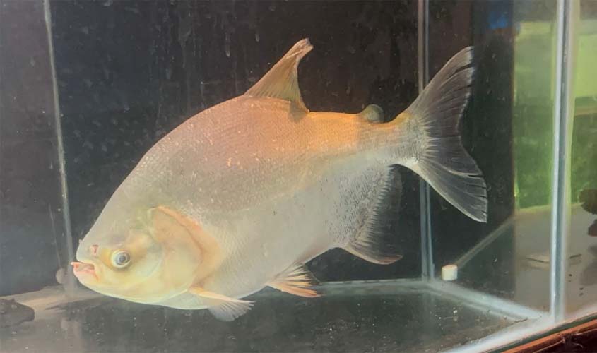 Festival Peixes da Amazônia começa e segue até domingo