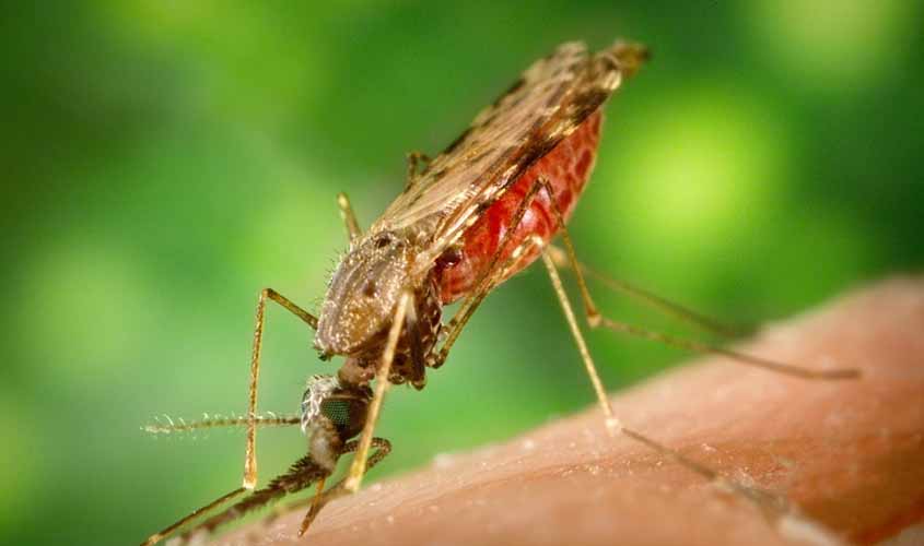 RONDÔNIA: Com quatro municípios em alerta, autoridades destacam importância de diagnóstico precoce para malária