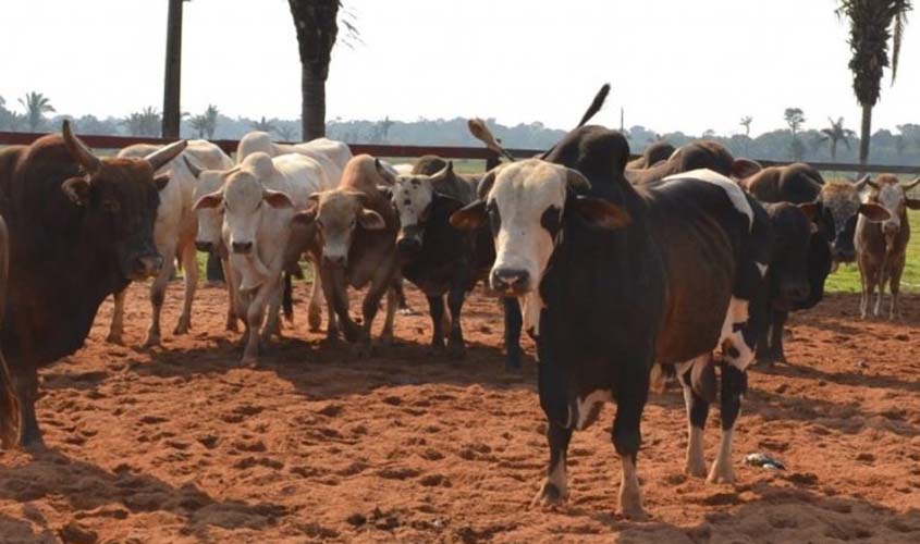 Primeira etapa de declaração de rebanhos acontece em maio; serviço é disponibilizado on-line, no site da Idaron