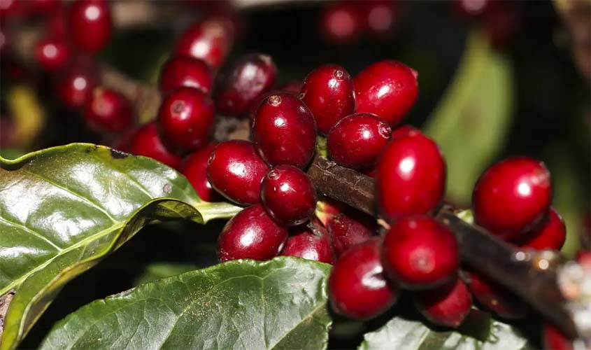 Café robusta tem queda no preço e começa a sexta-feira (3) vendido a R$ 1.161