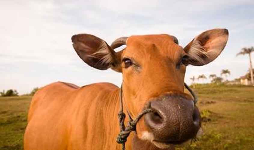 Preços do Boi, Frango e Suíno nesta quinta-feira (3), cotações atualizadas