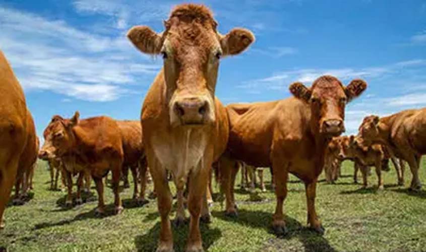Boi gordo: confira as cotações desta segunda