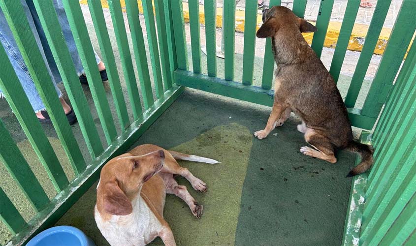 Feira de adoção garante novos lares para cães e gatos