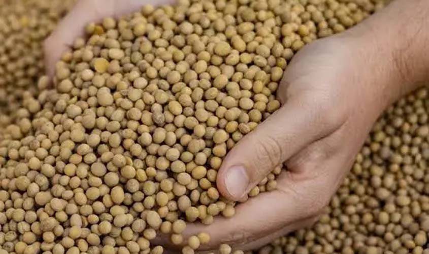 Soja e trigo: confira as cotações desta segunda