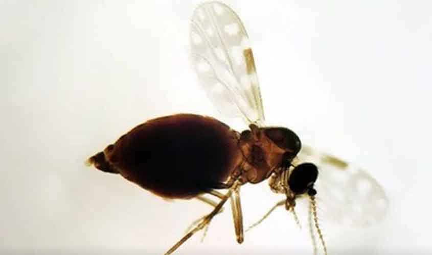 MPF e MPRO obtêm decisão que obriga a SAE e o Ibama a controlarem infestação de mosquitos em Porto Velho (RO)