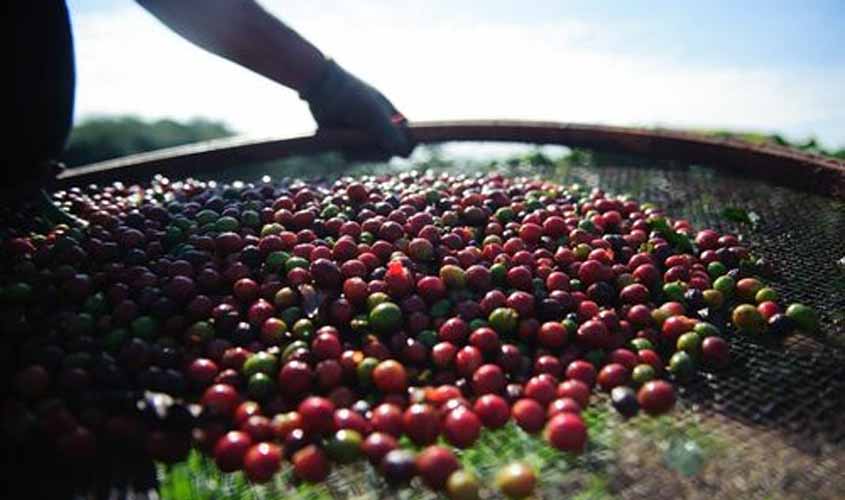 Preço do café começa esta segunda-feira (3) em queda