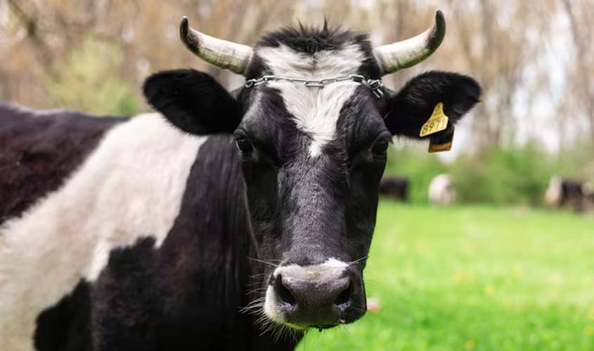 Boi gordo hoje: confira as cotações para sexta-feira (3)