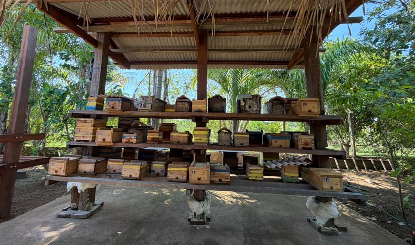 Porto Velho amplia criação de abelhas e produção de mel