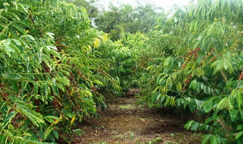 Governo investe em novas pastagens, café e cacau clonais para alavancar o setor produtivo da região