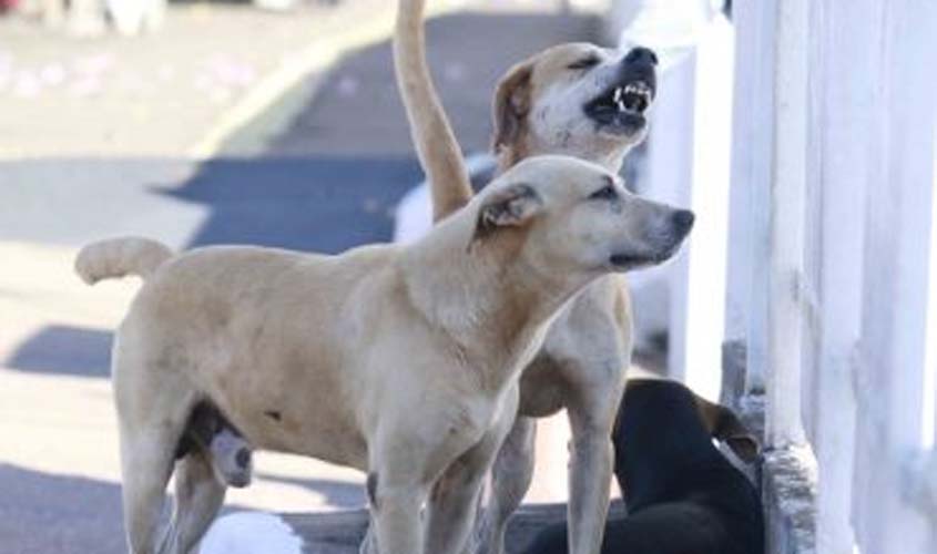 Campanha antirrábica é intensificada; vacinação deve atingir 80% dos cães e gatos de Rondônia