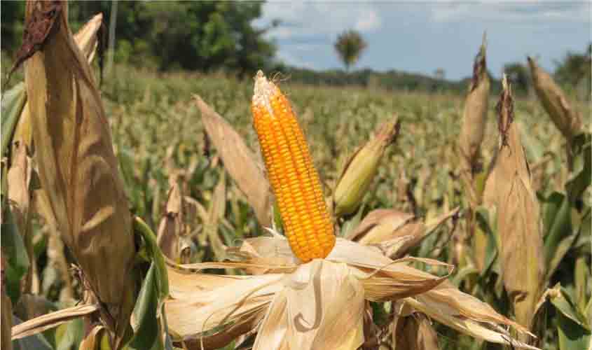 Agropecuária e agricultura continuam crescendo em 2020 e superam produções dos anos anteriores em Rondônia