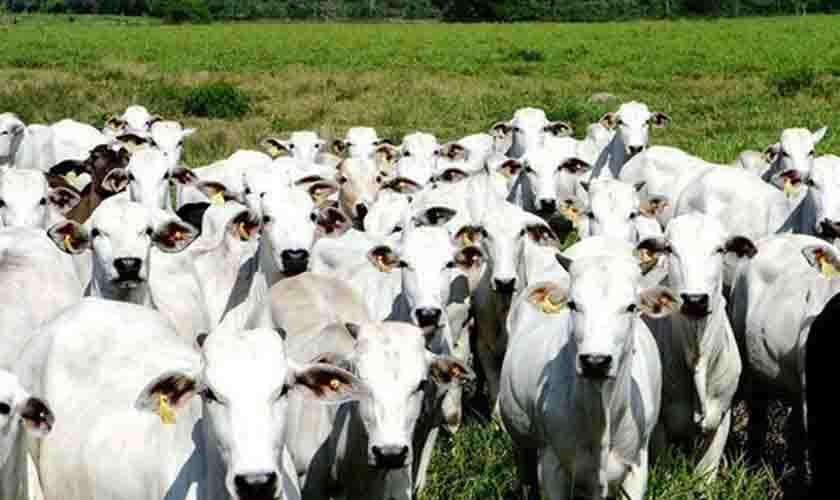 Preço do boi gordo sofre queda nesta sexta-feira (4)