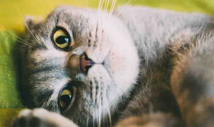 Por que não é recomendado dar banho em gatos?