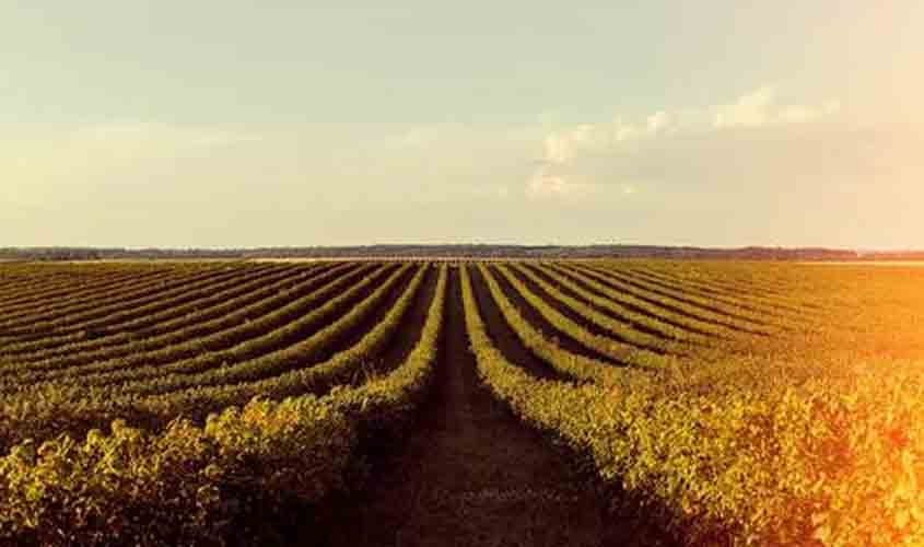 Soja em alta no Paraná