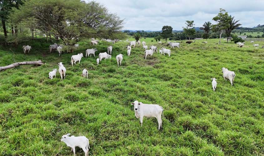 MPRO denuncia investigados na Operação Boi Gordo