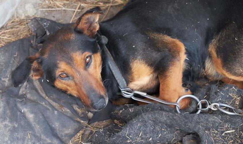 Projeto propõe criação de delegacias especializadas em proteção animal