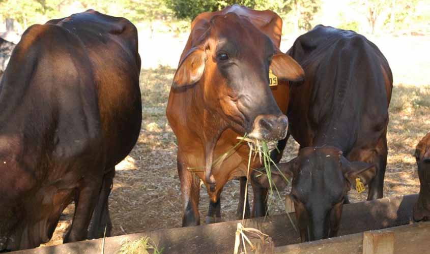 Vigilância contra doença da vaca louca tem que ser constante, alerta Idaron