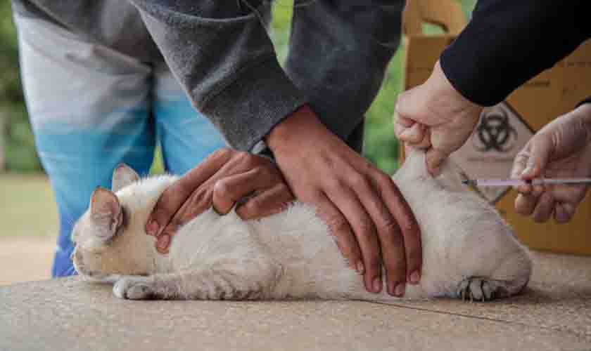 Mais de 200 animais são vacinados contra a raiva na Vila Dnit e linhas próximas