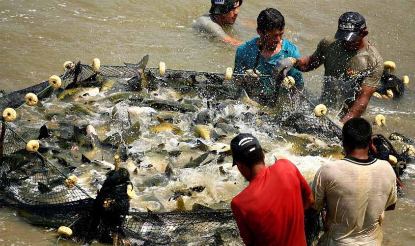 Piscicultura terá laboratórios moveis para garantir sanidade do pescado em Rondônia