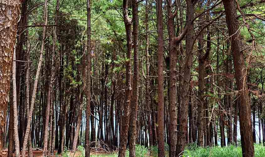 Juiz do Pará deverá apresentar defesa em processo relacionado a crimes ambientais