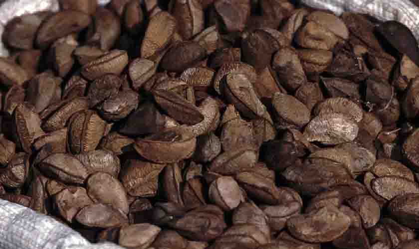 Castanha-da-Amazônia produzida por indígenas de RO e MT conquista mercado internacional