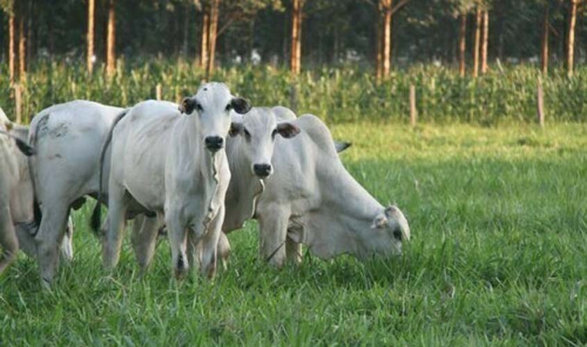 Preço do boi gordo tem queda nesta quinta-feira (4)