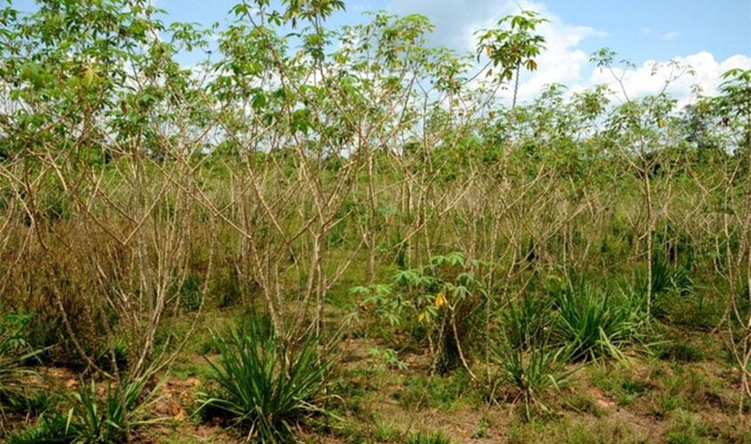 Programa da Mandiocultura já alcançou 423 produtores