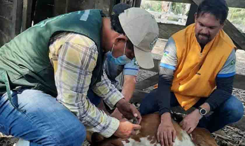 Em ação conjunta, Idaron e Senasag vacinam mais de 1,1 mil cabeças de gado contra a raiva na região da Bolívia