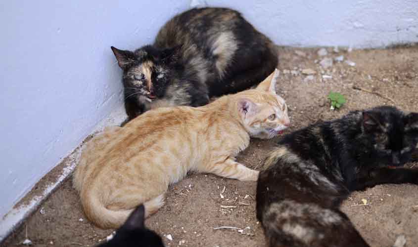 Ieda Chaves coordena o resgate de mais de 40 gatos em situação de abandono em Rondônia