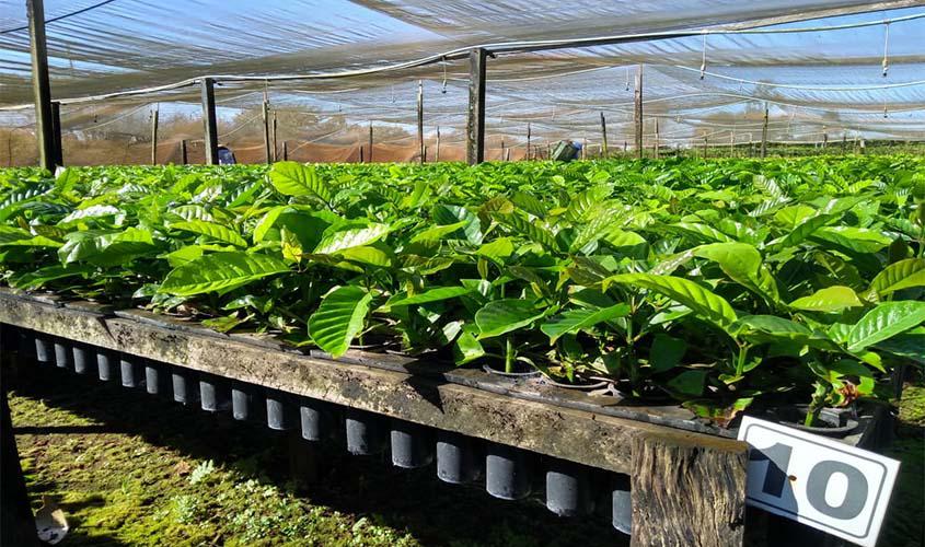 Idaron alerta sobre a importância da certificação das mudas de café