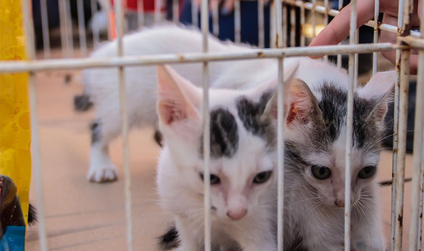 Voluntários comemoram o resgate e adoções de cães maltratados e mutilados em Porto Velho
