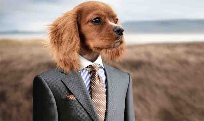 Animais conquistam direito de entrar na Justiça como autores de ação