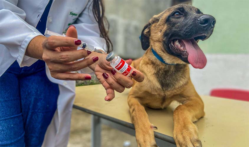Vacinação antirrábica começa neste sábado, no 1º distrito