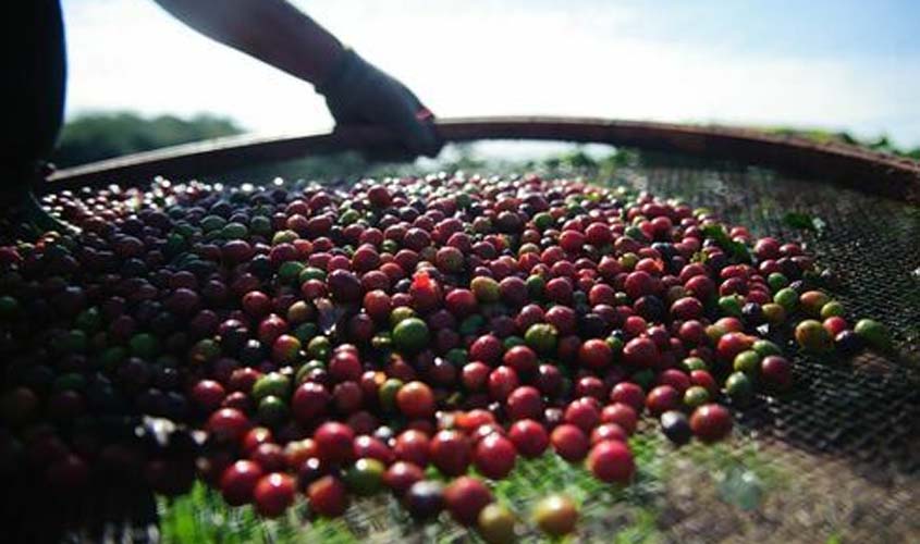 Café registra queda no preço nesta terça-feira (4)