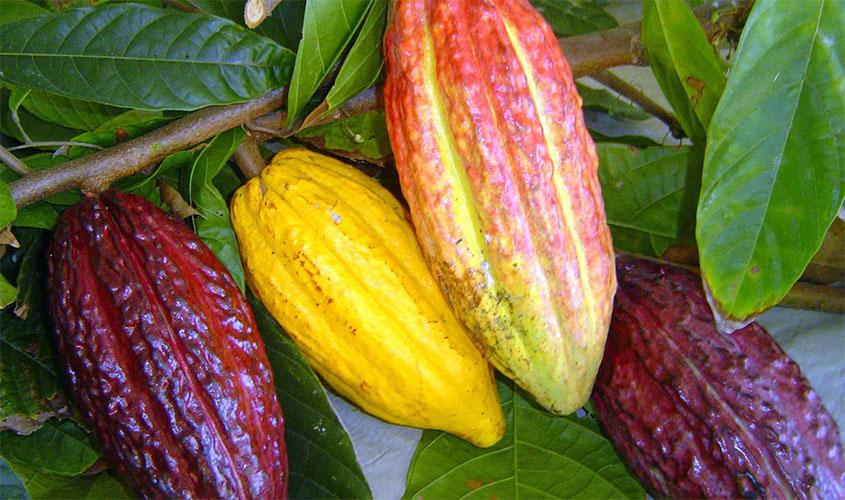 Iniciativas internacionais promovem o cacau sustentável
