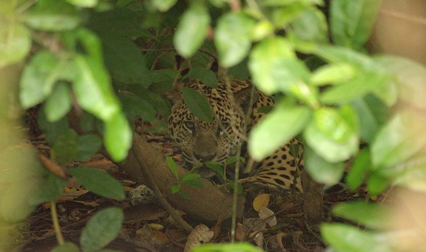 Número de onças-pintadas aumenta 27% no Iguaçu