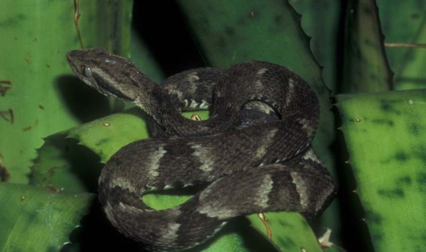 Jararaca-de-alcatraz poderá reduzir risco de extinção