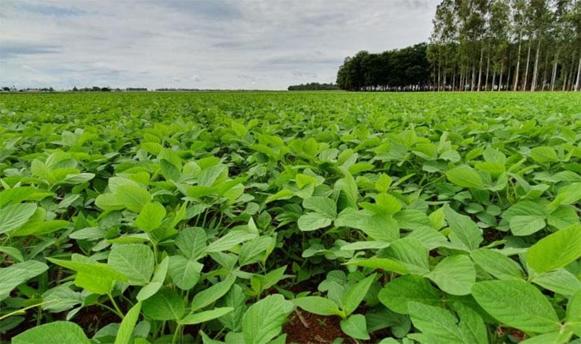 Embrapa fortalece pesquisas para oferecer opções de grãos e pulses aos produtores de Rondônia