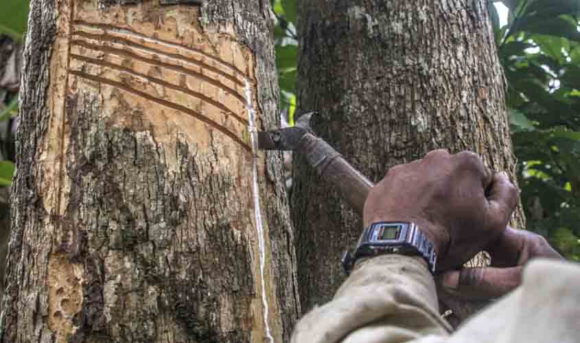 Governo de RO e Projeto Paisagens Sustentáveis da Amazônia adquirem materiais e instrumentos de apoio aos produtores de látex em reservas extrativistas