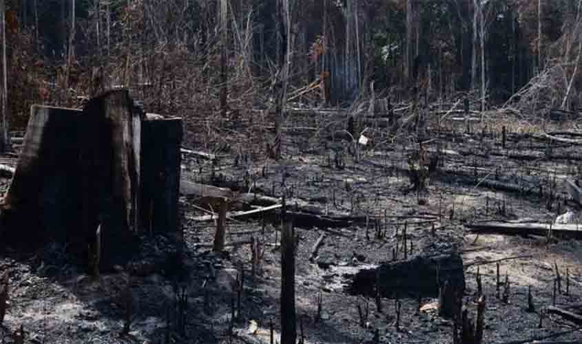 Chefe da Polícia Federal no Amazonas compara 'boiada' de Ricardo Salles a 'organização criminosa'