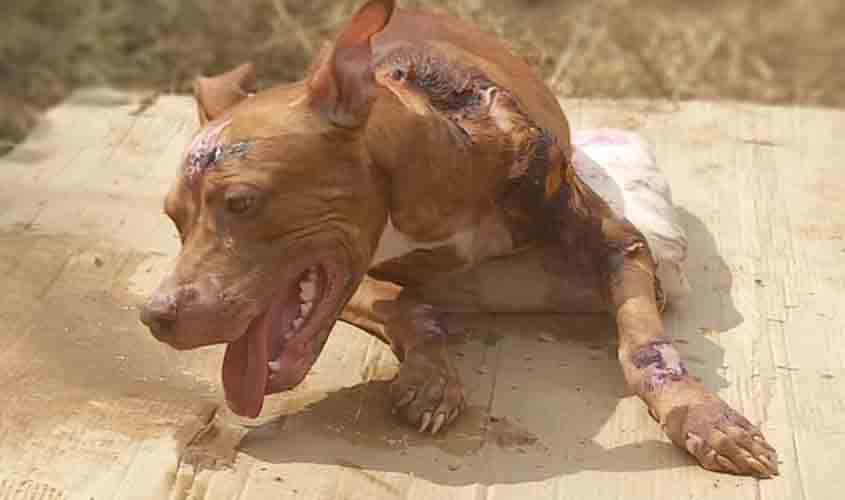 Guerreiro, o pitbull que foi resgatado enforcado e  quase morto, está se recuperando no IVA