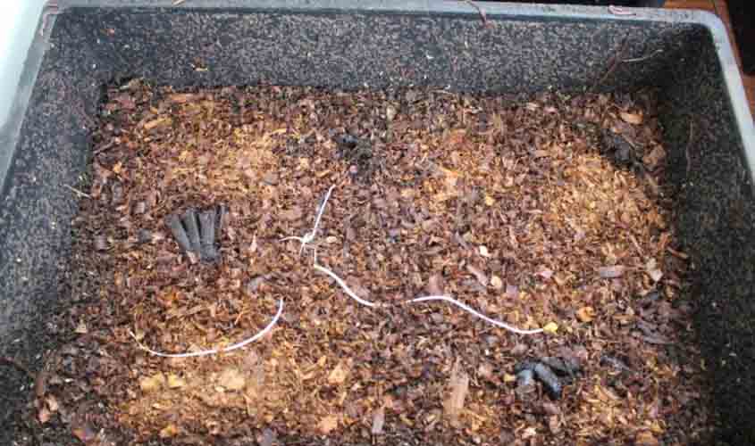 Pessoas físicas ou jurídicas podem ganhar composteiras do Saae, veja edital de chamamento