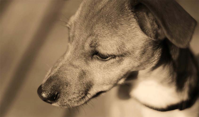 Ração mais cara para cães e gatos preocupa ONGs e reforça urgência de adoções