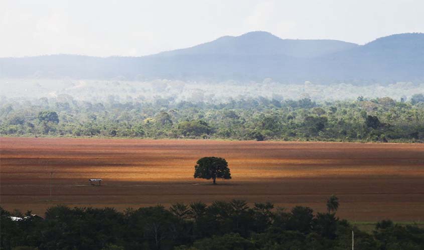 Desmatamento e ocupação desordenada ameaçam conservação do Cerrado