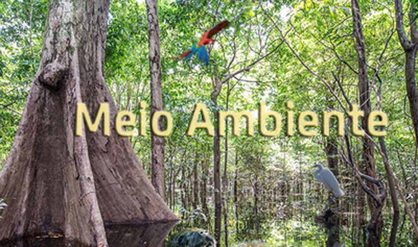 Amazônia Protege: MPF obtém decisão para proteção de área contra desmatamento ilegal