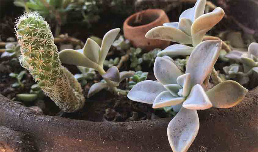 Plantio de mudas nativas reúne crianças e adultos na abertura da Semana do Meio Ambiente no Skate Park, em Porto Velho