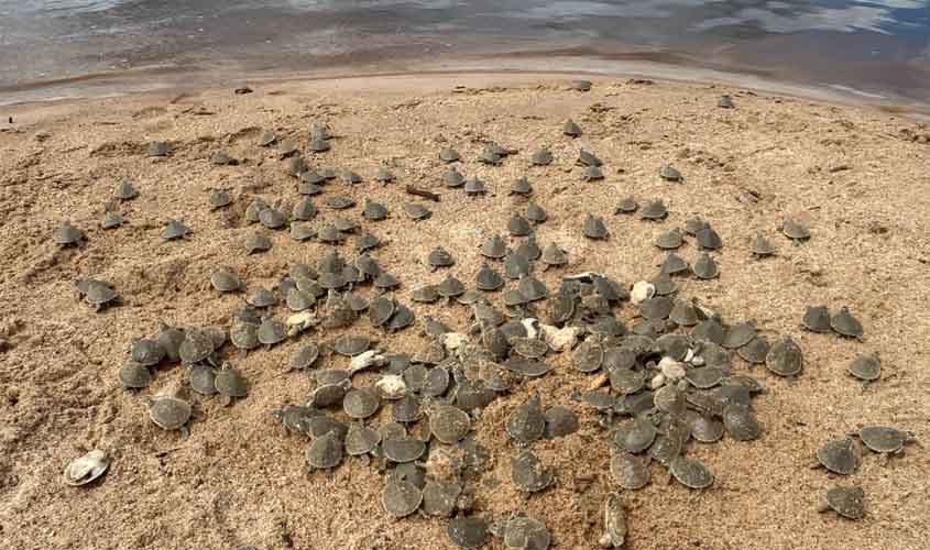 Energisa desenvolve ações de preservação ambiental em Rondônia, que ganham destaque no Dia Mundial do Meio Ambiente