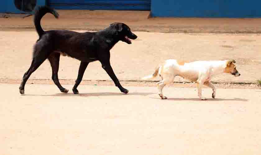Órgãos debatem iniciativas para o bem-estar e a proteção de animais abandonados