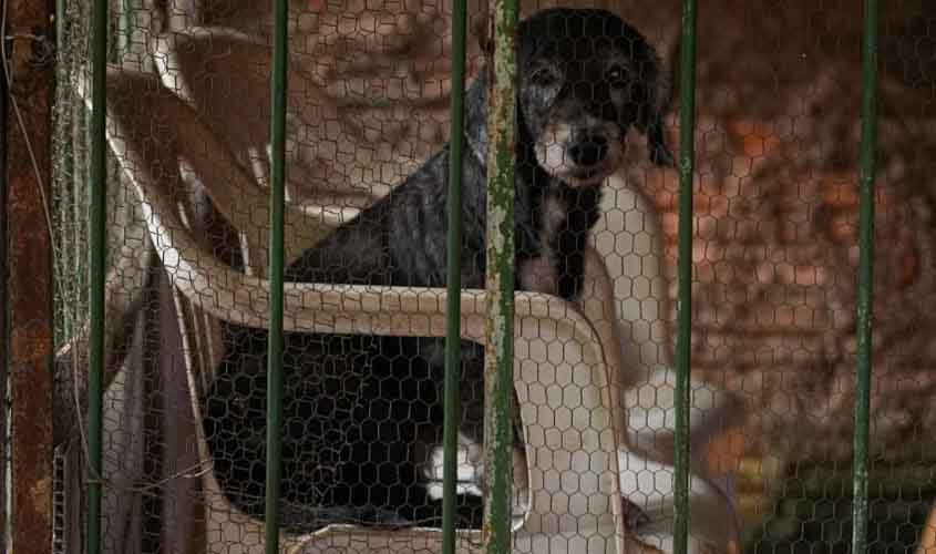 Prefeitura de Porto Velho fortalece os canais de atendimento para receber denúncias de maus-tratos aos animais